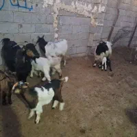 بز میش|حیوانات مزرعه|گتوند, |دیوار