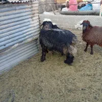 بر قوچ بسیار عالی|حیوانات مزرعه|طسوج, |دیوار