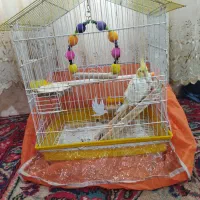 عروس هلندی لوتینو