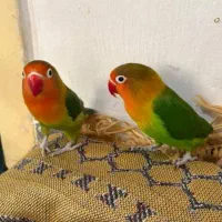 دوعددکوتوله