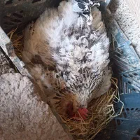 اردک اسرائیلی و مرغ کرچ