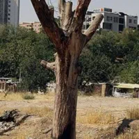 خریدوفروش،وبرشدرختانازباغاتوهرسکردن