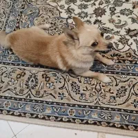 پامرین روباهی ۵ ماهه