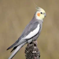 عروس هلندی