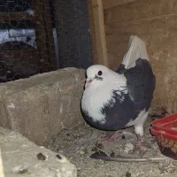 نزدیک ۴۰ تا کفتر پرشی یه جا ۸ تومن تخفیفم میدم|پرنده|نظرآباد, حسن آباد سالم|دیوار