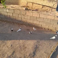 کبوترتوقی