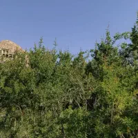 ۴۰۰ متر باغ انار شاهدیه برای دامداری