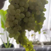 انگور درجه یک بی دانه ارگانیک