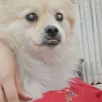 سگ پامر شیتزو|سگ|اهواز, کوی باهنر|دیوار