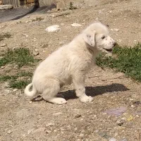 توله سگ