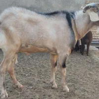 نر بز
