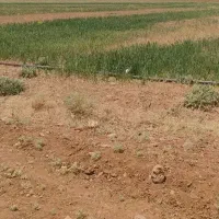 زمین در آلانق