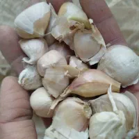 بذر سیر|گل و گیاه طبیعی|لاهیجان, لفمجان|دیوار