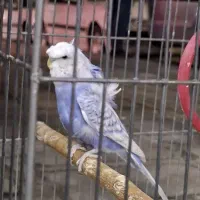 مرغ عشق پروانه ای