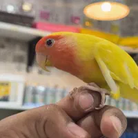 فروش انواع پرنده درجه یک و لوازم خارجی وکار تهران|پرنده|بیرجند, |دیوار