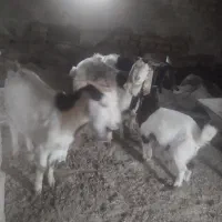 بز بزغاله|حیوانات مزرعه|تربت‌حیدریه, بالا ولایت|دیوار