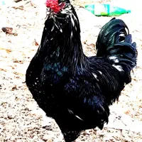 تخم مرغ گلین خال سوزنی