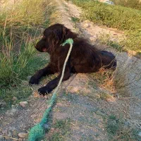 نلیطز|سگ|بهبهان, |دیوار