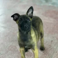 واگذاری سگ‌ مالینویز|سگ|پره‌سر, |دیوار