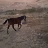 اسب وتجهیزات اسب‌سواری