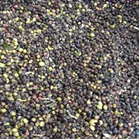 زیتون سیاه(روغنی)شما را با بالاترین قیمت خریداریم