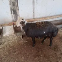 بره قوچ،|حیوانات مزرعه|نیشابور, بنیاد شهید|دیوار