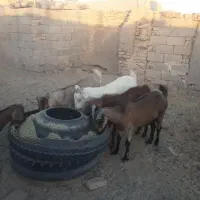 بز سه قلوزاوشیراوجوان معاوضه باگاویاگوساله ماده