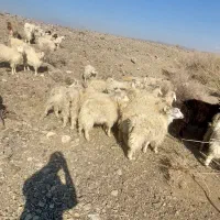 34عدد کهره کوری خشکل