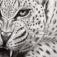 نقاشی غرش پلنگ|تابلو، نقاشی، عکس|لنجان, |دیوار