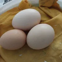 تخم مرغ محلی