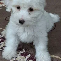 سگ نر سه ماه