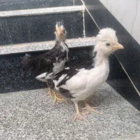 یک جفت جوجه گلین یک ماهه فول کیفیت