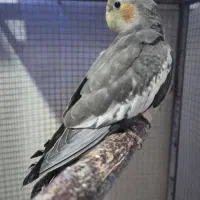 عروس هلندی|پرنده|شاهرود, |دیوار