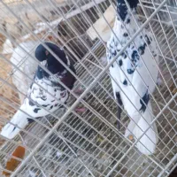 ابلغ افغانی دم سفید افشون