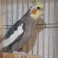 فروش عروس هلندی نر بالغ|پرنده|کاشان, فین بزرگ|دیوار