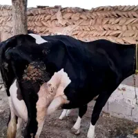 گاو هلشتاین سوپر شیر