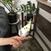 عروس هلندی|پرنده|فولادشهر, مسکن مهر فولادشهر|دیوار