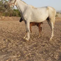 فروش مادیان|اسب و تجهیزات اسب‌سواری|ماهان, |دیوار