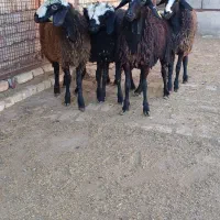 برهای ماده شالی|حیوانات مزرعه|قزوین, |دیوار