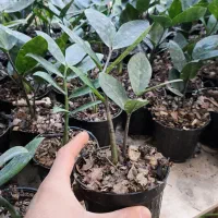 زاموفیلیا سبز غده دار ریشه دار