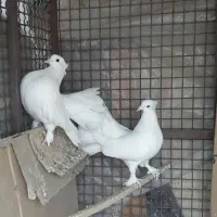 کفتر دم چتری کاکلی|پرنده|مشهد, کوی المهدی|دیوار