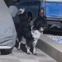 سگ قهدریجانی اصیل