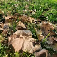 محدوده پل فردیس۲۵۲m سرحدآباد  زمین فروشی|فروش زمین و ملک کلنگی|کرج, برغان|دیوار