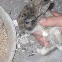 بچه خرگوش لوپی پشمالو