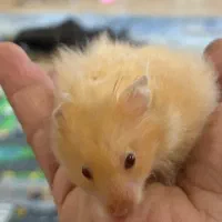 فروش همستر|موش و خرگوش|رشت, گلباغ نماز|دیوار