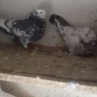 ۱۷ عدد کفتر پرشی همه سالم