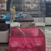 عروس هلندی نر  با قفس