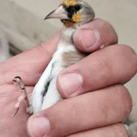 سهره دورگ کرمونی