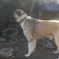 سگ میکس سراب نر