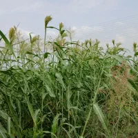 جارو دستی سر زمین